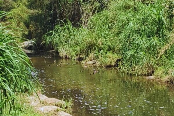 Río Xalapa 4